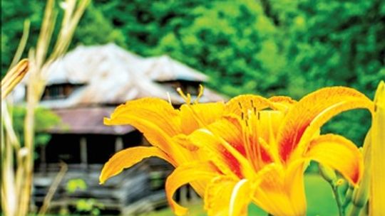 Library featuring Pipe Creek photographer in August