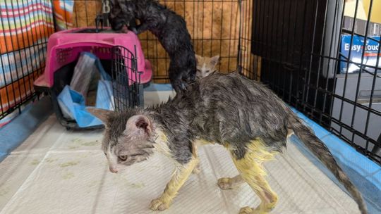Residents push for EDC funding as feral cats multiply