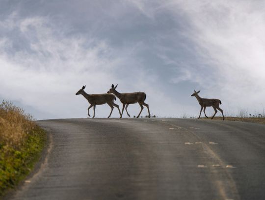 Chronic wasting disease detected in Real County