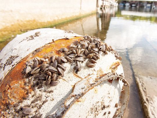 Experts urge clean boats ahead of Memorial Day Weekend