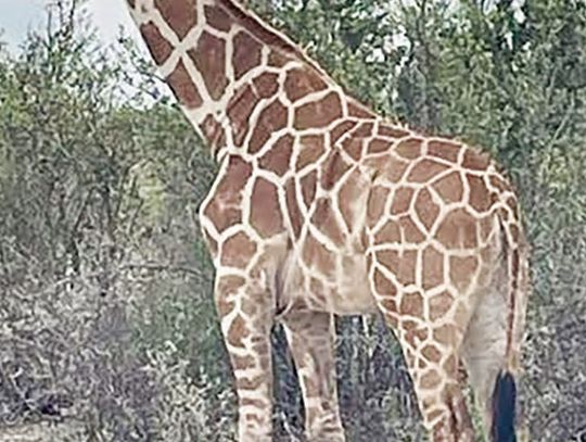 Missing giraffe returned safely to Real County ranch