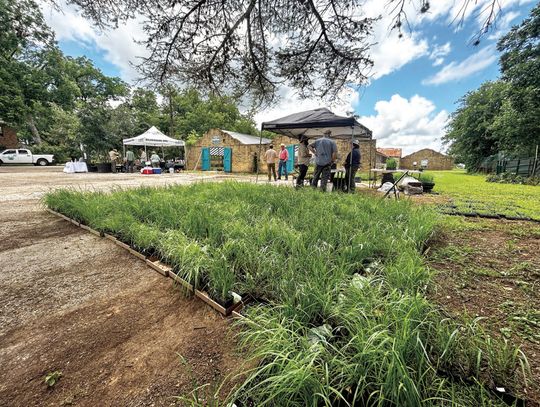 Native plants distributed to aid Guadalupe River recovery