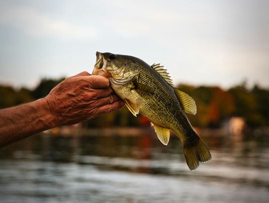 Orders open for fish stocking