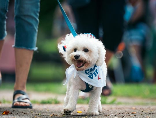 Pet parade cancelled