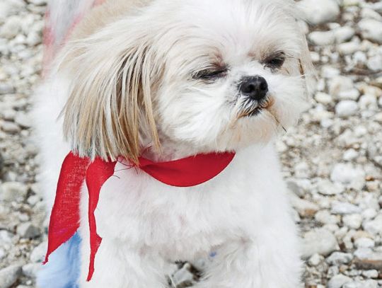 Pet Parade delights Bandera