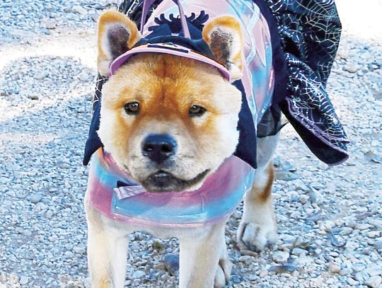 Rescheduled Pet Parade celebrated in October