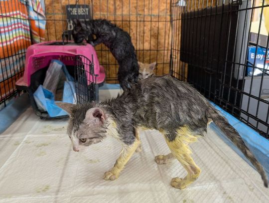 Residents push for EDC funding as feral cats multiply
