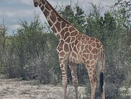 Search continues for missing Real County giraffe
