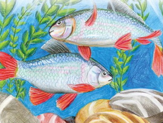 Texas Fish Art Contest unveils 2024 winners