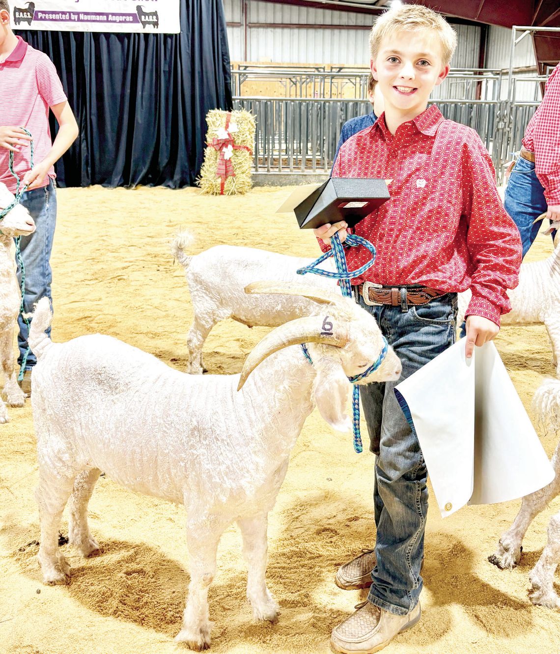 Angora Goat Show
