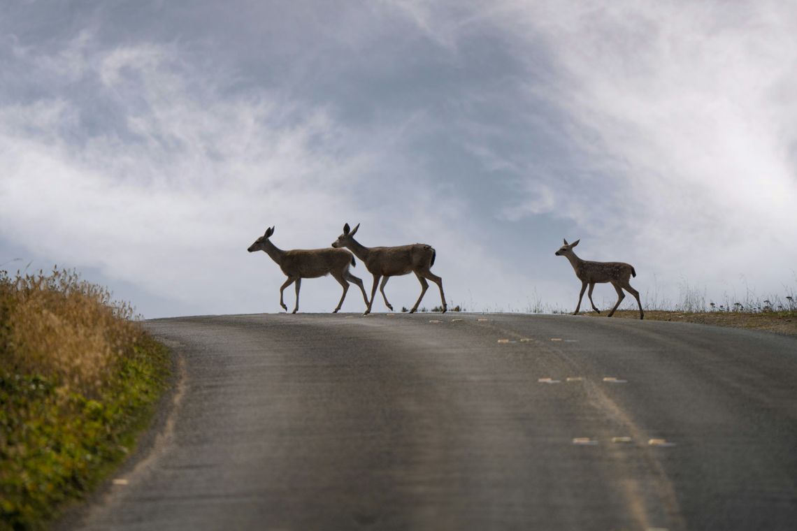 Chronic wasting disease detected in Real County