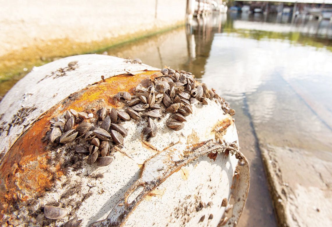 Experts urge clean boats ahead of Memorial Day Weekend