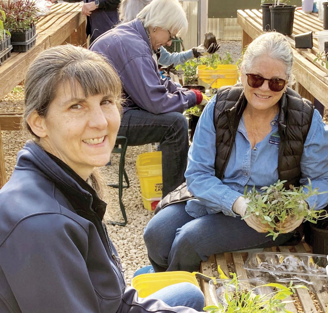 Hill Country Master Gardeners' Blooms and Barrels Sale slated for April 11 Hill Country Master Gardeners' Blooms and Barrels Sale slated for April 11
