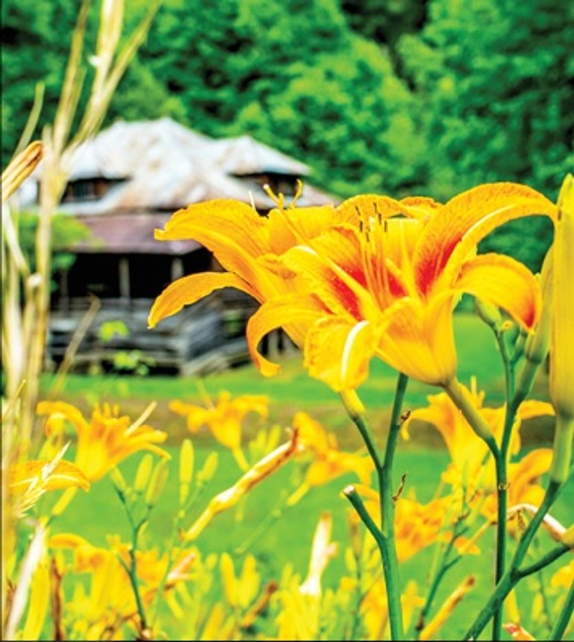 Library featuring Pipe Creek photographer in August Library featuring Pipe Creek photographer in August
