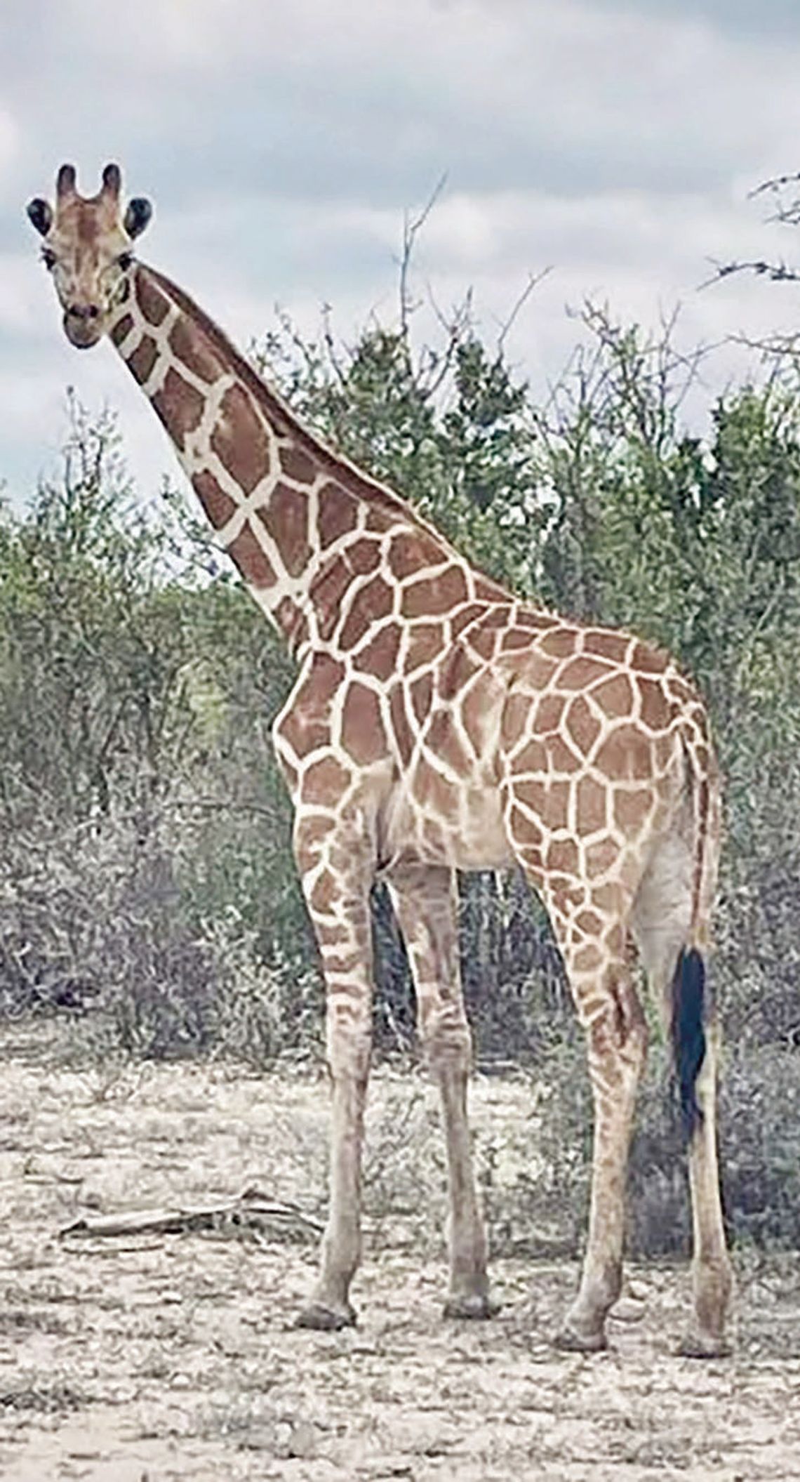 Missing giraffe returned safely to Real County ranch Missing giraffe returned safely to Real County ranch
