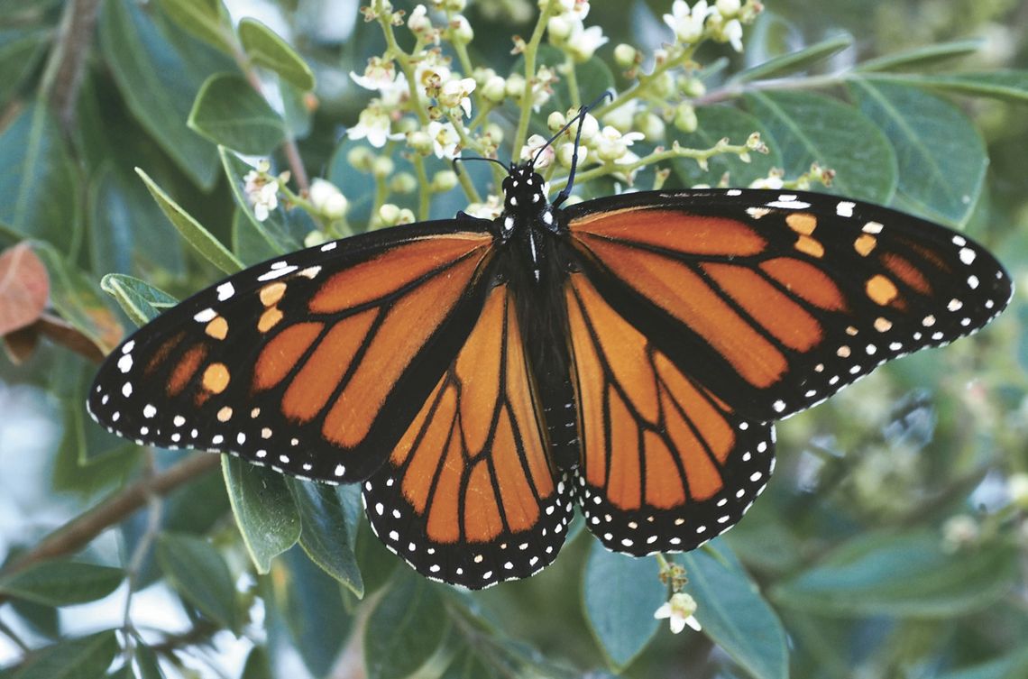 Monarch conservation workshop set for February in Fredericksburg