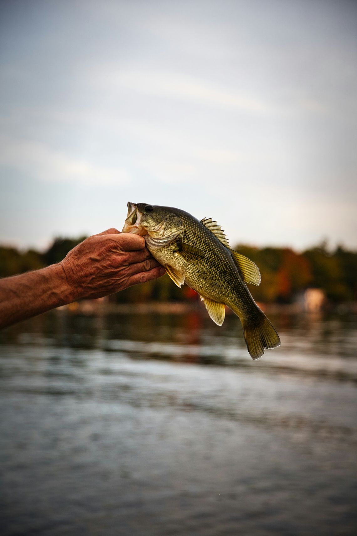 Orders open for fish stocking