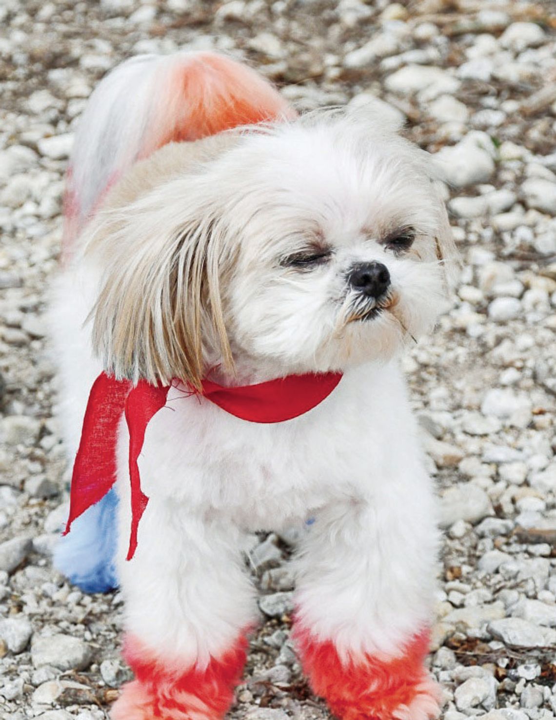 Pet Parade delights Bandera