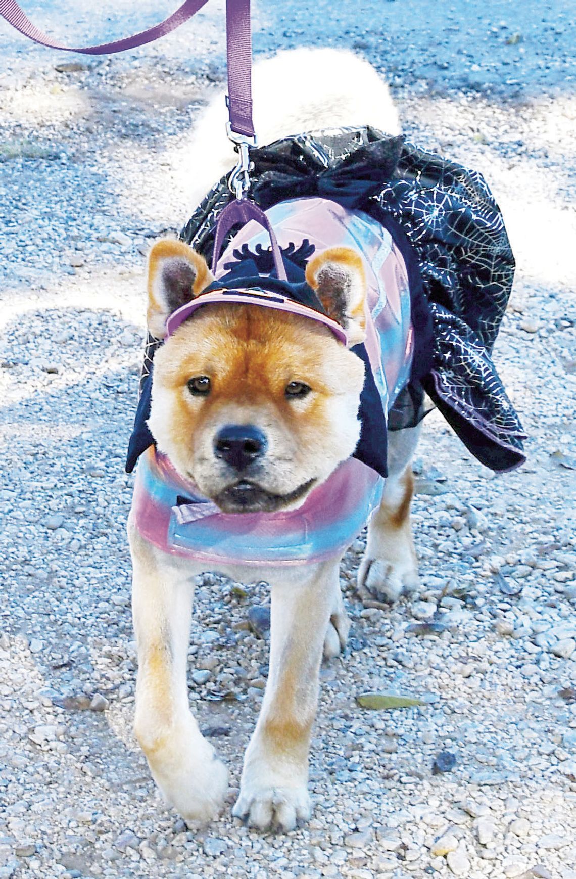 Rescheduled Pet Parade celebrated in October Rescheduled Pet Parade celebrated in October