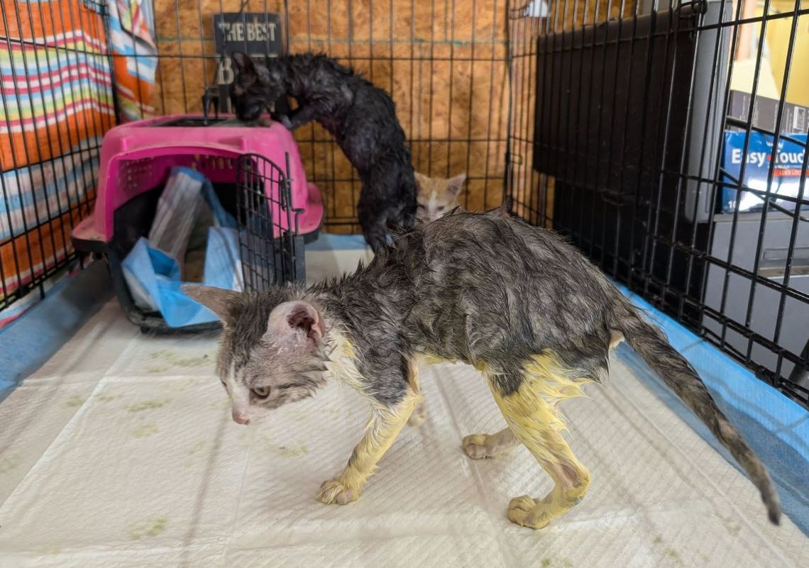Residents push for EDC funding as feral cats multiply