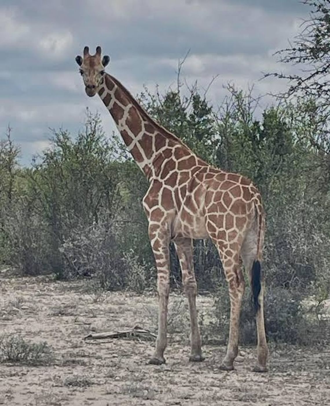 Search continues for missing Real County giraffe